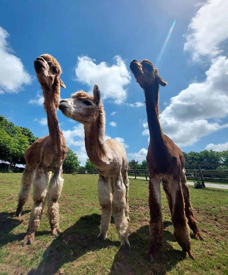 Cosy Barn On Rural Smallholding With Alpacas, Goats & Pigs Stithians Экстерьер фото